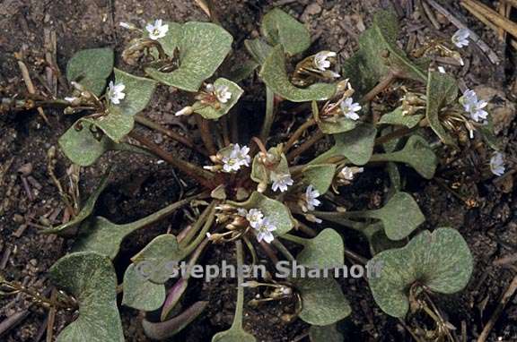 claytonia rubra ssp rubra 1 graphic